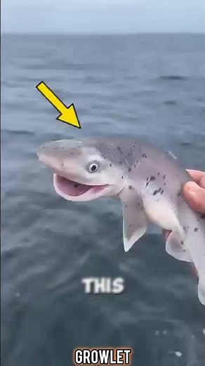 This man caught a smiling shark 🦈 #shorts #shark 😍