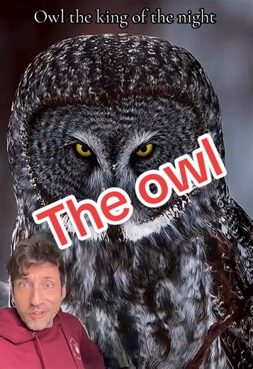 Owl the king of the night for a reason #owl #facts #wildlife #wildbird