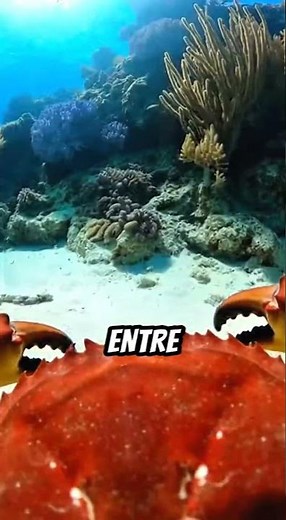 Camara en cangrejo explora arrecife secreto en el océano