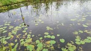 Lake with aquatic plants. Leaves of water lilies cover surface of water. Bolotnotsvetnik shield-leaved. Nymphoides peltata, flowering. Grass reflected on river. Circles on water from insects and fish
