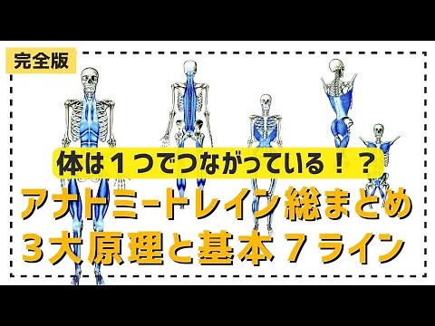 【完全版】アナトミートレインの３大原理と基本７ラインがすべてわかる動画