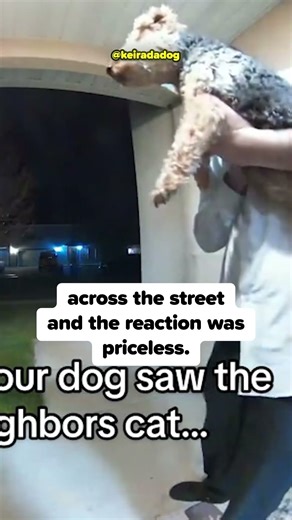 Dog Starts Screaming When He Sees Cat 😂