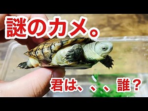 Does anyone know what kind of turtle I got a while ago?