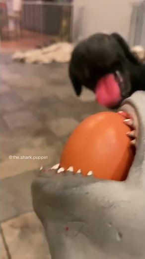 SHARK PUPPET TRIES EGG CHALLENGE WITH DOG!!!!!