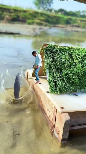 9.4K views · 34 reactions | Tiny Setup, Big Shock! Dolphin Jump ” #videography #Photography | Maker Fan Paje | Facebook