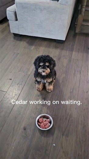 🌿 Hello from Legacy Cockapoos! We’re excited to re-introduce our sweet girl Cedar — she’s been growing up beautifully, and now that things have settled down here, we’re ready to find her the perfect guardian home! ✨ Meet Cedar! Cedar is 7 months old, weighs 16 lbs, and is expected to stay right around this perfect little size. She’s an absolute joy — affectionate, playful, super smart, and always ready to make you smile. 🐾 Her Training So Far: Fully potty trained Crate trained Knows her basic 