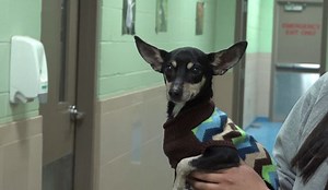 Protecting stray animals, pets & livestock from winter cold