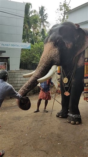 125K views · 3.6K reactions | peringilipuram appu പാപ്പാന്റെ ശ്രദ്ധ കണ്ടോ ❤️念 | kodungallur live channel | Facebook