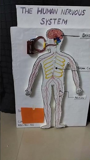 working model of human nervous system
