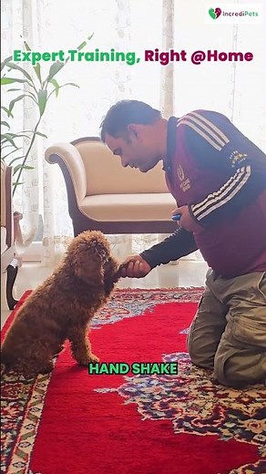 Maltipoo Dog Training | Professional Puppy Training at Home | IncrediPets