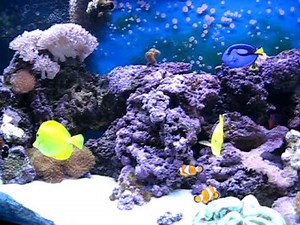 150 Gallon Reef Tank 01-26-09 (5 months old)