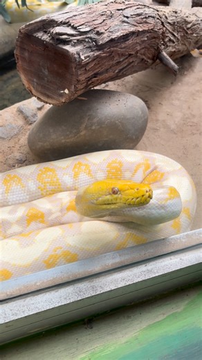 Albino Python 🐍 #asmr #python #chennai #snake #tamil | Rufus Thomas Jr.