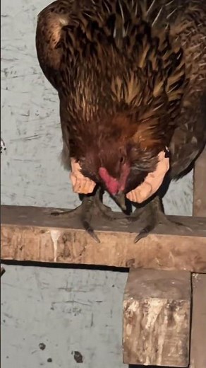 3D Printed Chicken Arms