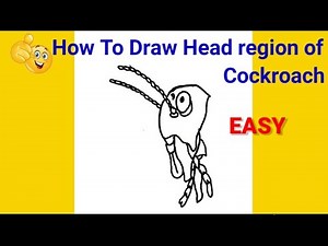 how to draw head region of cockroach | how to draw diagram of head region of cockroach