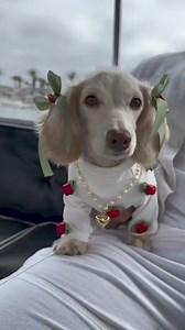 Today is my birthday 🌺💕💕🎂🎈🎊 | My Beagle