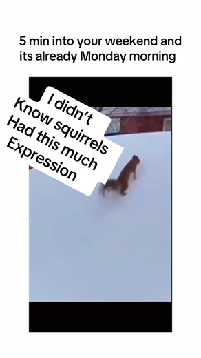 Animal Expressions Reflecting Our Struggles