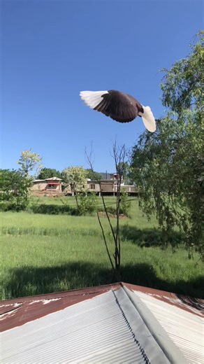 Engaging Roller Pigeons: A Unique TikTok Experience