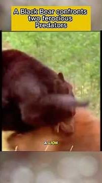 🖤 A Black Bear Confronts Two Ferocious Predators 🐾 #Wildlife #BearVsPredator