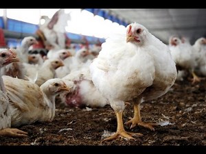 Avicultura: Recepción de Pollas para reemplazar Gallinas Ponedoras - TvAgro por Juan Gonzalo Angel