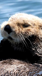 29K views · 195 reactions | We know the world is stressful, so here's a calming video of an otter. | Howstuffworks | Facebook