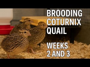 Brooding Coturnix Quail - Weeks 2 and 3
