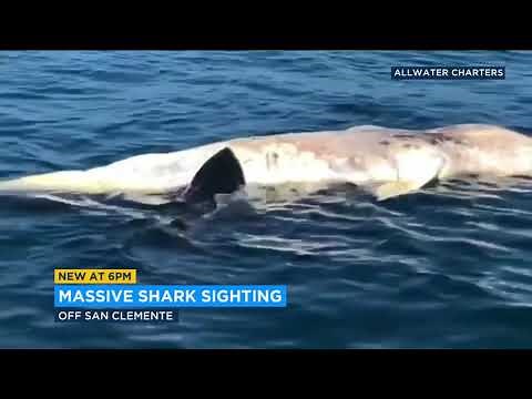 Video: Massive great white shark feeds on floating whale carcass off Orange County coast | ABC7