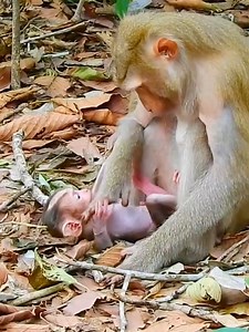 Please help me Mommy I can't stand up #monkey #beautifulmonkey #babymonkey #lovelyanimals | Model Monkey | Facebook