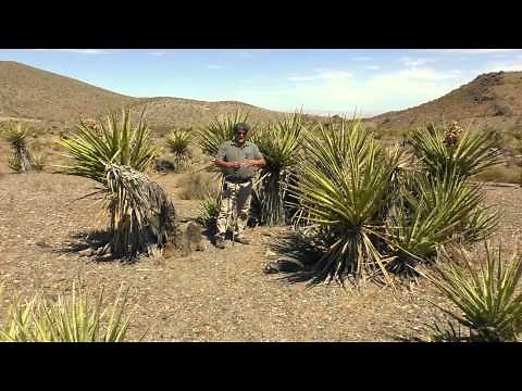 Way of Things: The Yucca Tree
