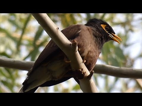 Indian Myna bird sound