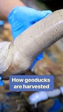 Skilled #divers use these techniques to extract hidden geoduck #clams from the #ocean floor.