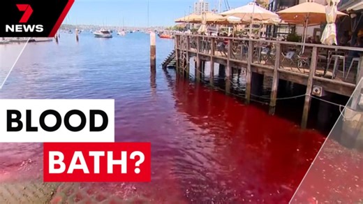 Water turns blood red in Sydney Harbour