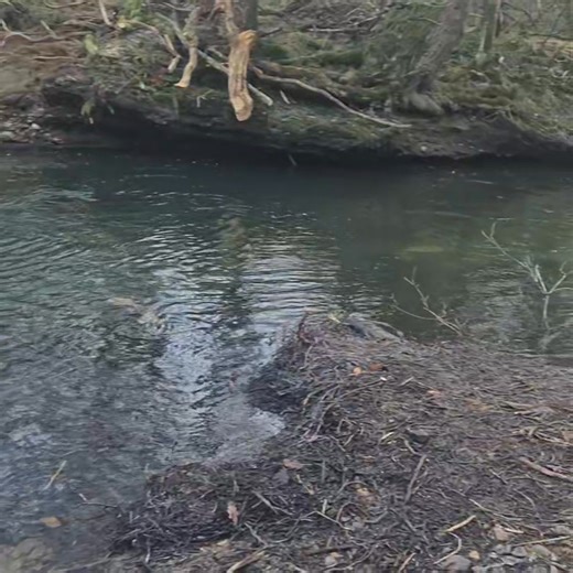 The webpage is back! Not to its full protential but please bare with us. https://ldac.org.uk | Liskeard & District Angling Club