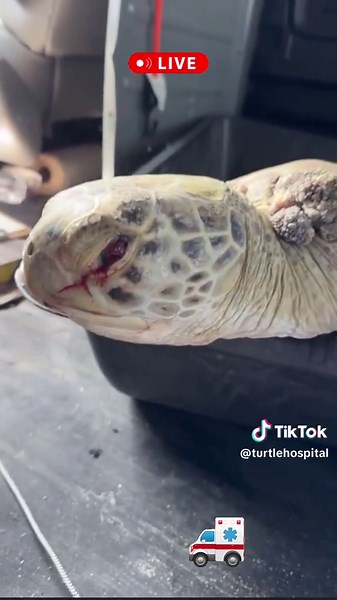 The Turtle Hospital (@turtlehospital) - Turtle Hospital: Al, Jack, and Shaybrooke's Recovery Journey