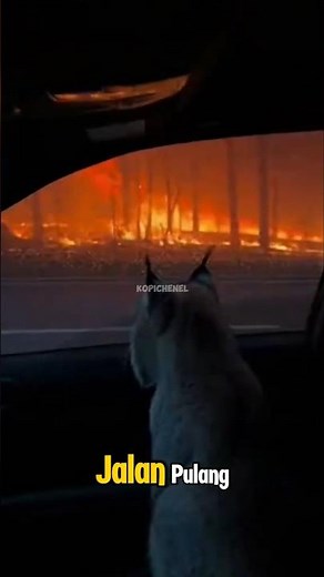 KUCING INI SEDIH KARENA TEMPAT TINGGALNYA TERBAKAR 🥺❤‍🩹