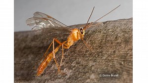 9.5K views · 56 reactions | PARASITIC WASPS -- These wasps play a big role in controlling insects for farmers and gardeners. They also have a fascinating way of laying eggs. AskMDC provides more details in this short video. #WisdomWednesday -- Kristie@MDC | Missouri Dept. of Conservation | Facebook