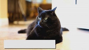 Black Ragdoll: Everything You Need to Know About Them