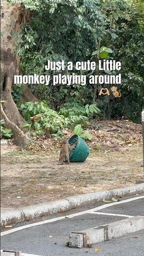 #yt #monkey #funny #cute #monkeys #affe #affen #playful #monkeyhill #thailand #sun #summer #reel