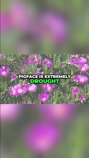 The Amazing Benefits of Pigface Succulent