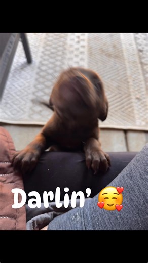 1.4K views · 32 reactions | Little Darlin’ is on the hunt for a forever home. Her Mama Darla is about 25 lbs making her a great medium sized lap dog. | Lifehouse Animal Refuge and Rehabilitation | Facebook