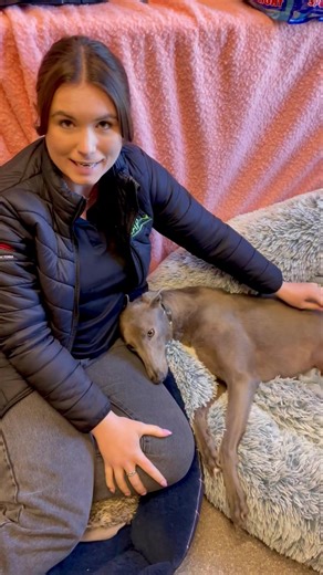 111K views · 3.7K reactions | We are starting to reserve dogs for our...