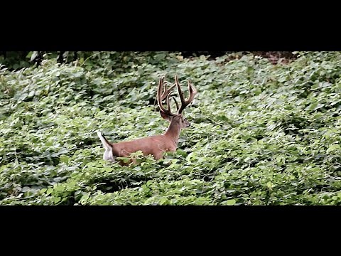 SEEK | ONE PRESENTS: CHARLIE [OFFICIAL TRAILER]