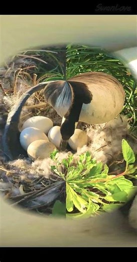 #Eggs ，love & hope 20250407 #goose #Nature v1