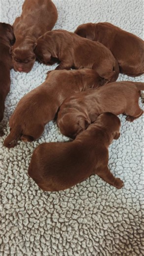 Life like a box of chocolates 😉🤷‍♀️❤️🐾