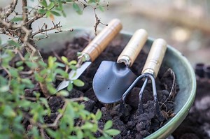 The Best Soil For Bonsai Trees