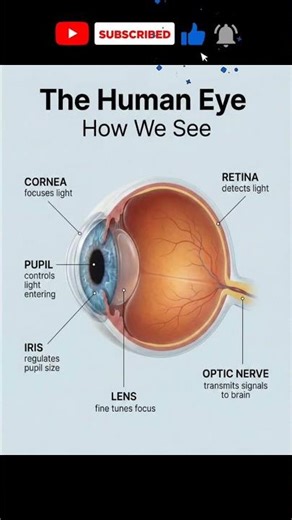 How Human Eye Works 👁️🧠 | Eye Anatomy Explained #shortsfeed #shorts #eyes #anatomy #human