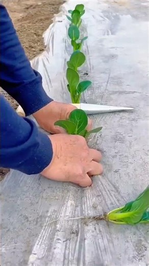 How to plant tree seedlings manually quickly