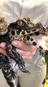 Oh snap! Turn up the sound for cute croc calls. Our 14 West African dwarf crocs weighed 45 g. when they hatched last November and now they range in size from 120-240 g. | San Diego Zoo
