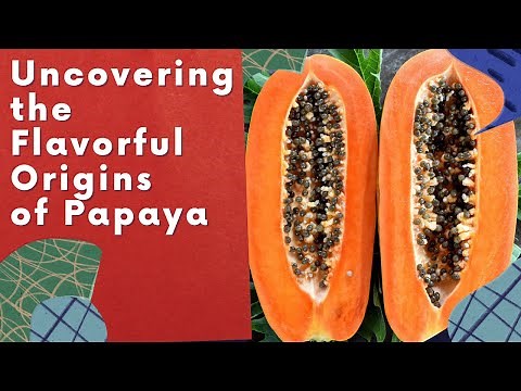 History of Papaya | Tropical fruit | Uncovering the Flavorful Origins of Papaya