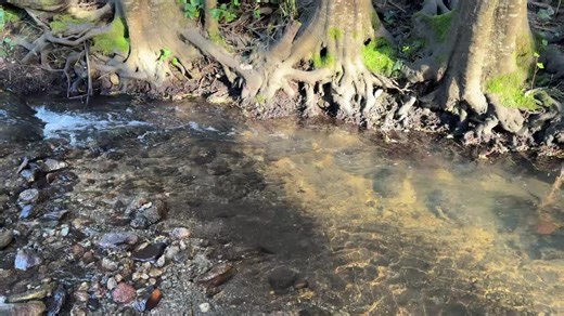 Happy Valley Conference Center on Instagram: "A very Springtime Stream-ing Sunday with some beautifully intertwining roots to remind us that we are all connected on this sacred land. Take a minute to breathe, listen, and remember the places important to your spirit, near to you or far away. We are thankful for the deep roots of this community!"