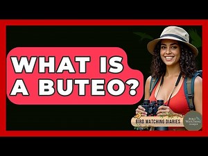 What Is A Buteo? - Bird Watching Diaries